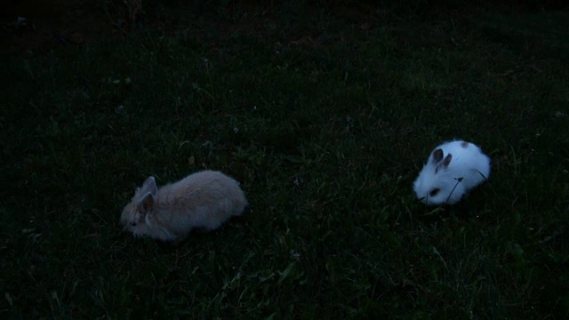 草地上有白色和棕色的兔子视频素材