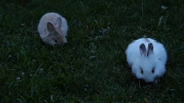 棕色和白色的兔子视频素材