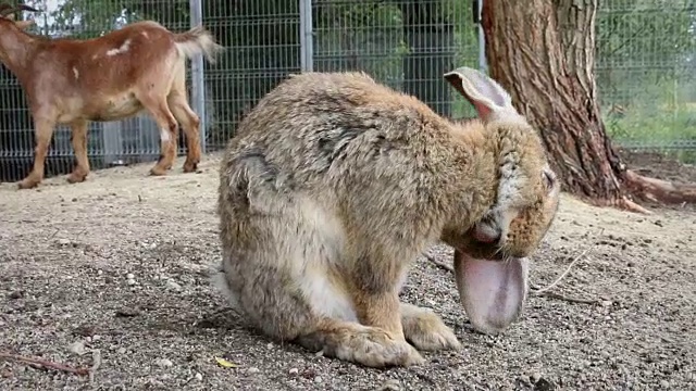 棕色兔子在动物园里自我清洁视频下载