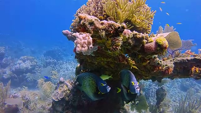 加勒比海霍尔陈海洋保护区的海洋生物与法国神仙鱼-伯利兹堡礁/龙涎香礁视频下载