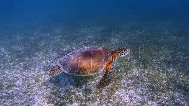 与绿海龟浮潜在加勒比海附近的阿库马尔湾-玛雅里维埃拉/科苏梅尔，金塔纳罗奥，墨西哥视频素材