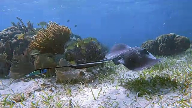 加勒比海南部黄貂鱼(美洲黄貂鱼)-伯利兹堡礁/龙涎香礁视频下载