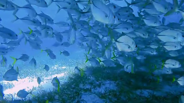 加勒比海域鲨鱼巷海洋保护区的护士鲨和大眼鲹鱼群-伯利兹堡礁/龙涎香礁视频素材