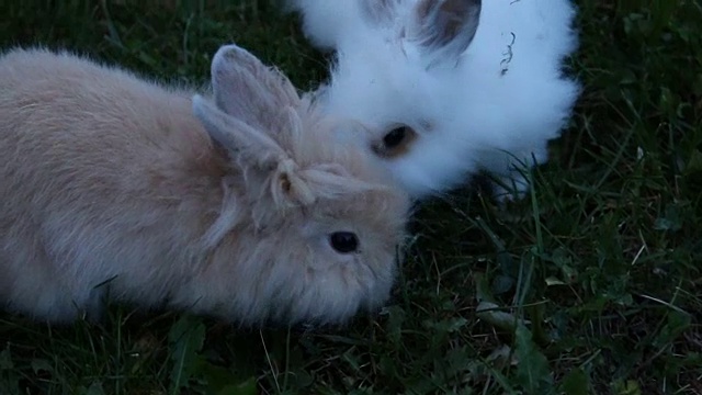 两只小兔子在户外视频素材