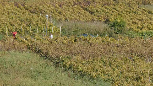 在克罗地亚达尔马提亚的科尔库拉岛的伦巴达葡萄园，当地人正在收割葡萄视频下载