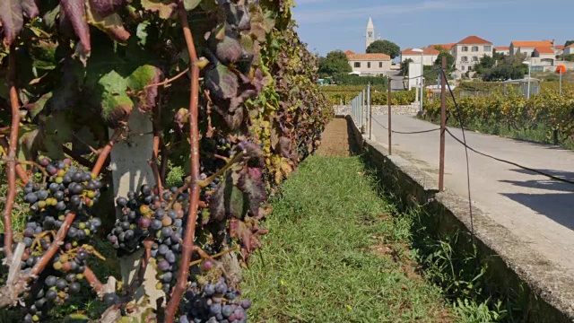 在克罗地亚达尔马提亚的科尔库拉岛的伦巴达葡萄园，当地人正在收割葡萄视频下载