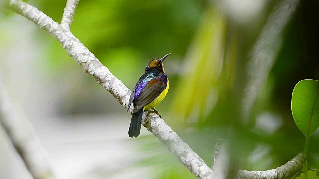 色彩鲜艳的鸟，在繁殖期雄性太阳鸟栖息和呼唤雌性。视频下载