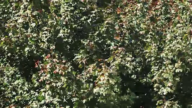 全框自然风背景树木树叶4K视频素材