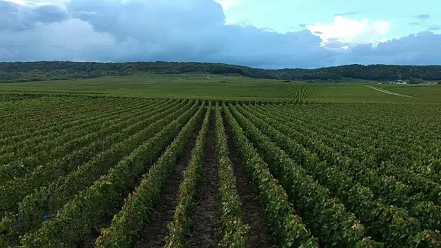 葡萄园，Trépail，香槟区视频下载