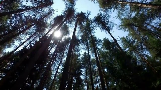 阳光照耀松树，松林，松树林，仙女森林，原始云杉森林，4k稳定镜头运动视频素材