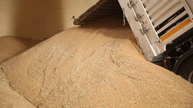 农民卸载小麦视频下载
