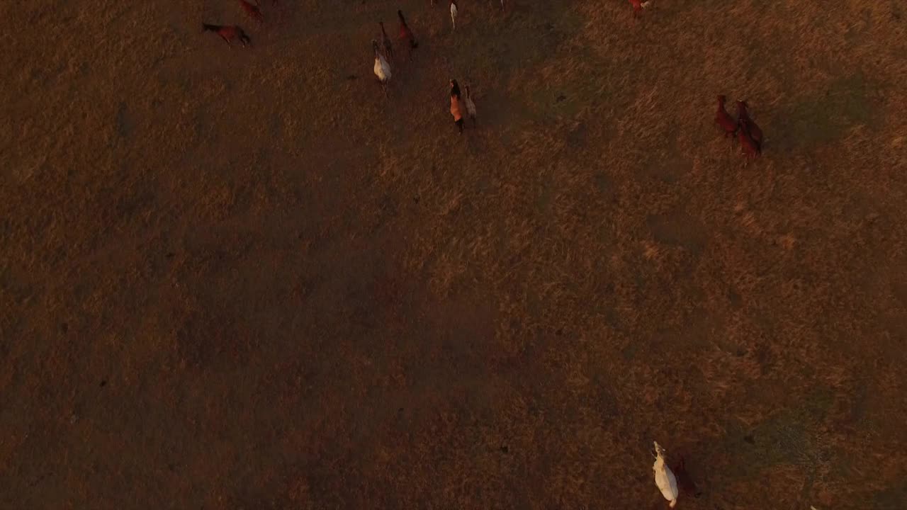 马在荒地的大草原上奔跑。视频素材