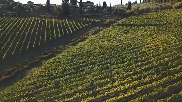 鸟瞰图的葡萄园景观在日落视频素材