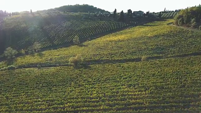 鸟瞰图的葡萄园景观在日落视频下载