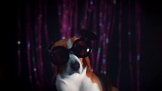 4k生日比格犬与酷太阳镜视频素材