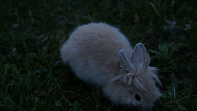 草丛中的小兔子视频素材
