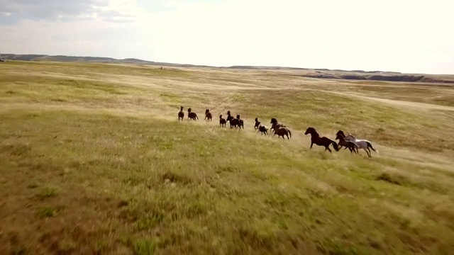 马匹在荒地的大草原上奔跑。视频素材