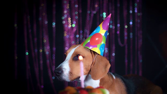 4k生日比格犬与蛋糕和帽子视频素材