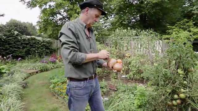 南欧高年级学生从他的菜园里采摘西红柿视频素材