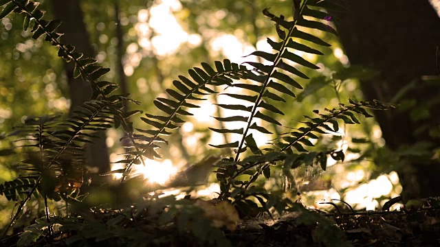 金色美丽的阳光照耀着中生代的史前丛林视频下载