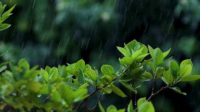 近距离观察热带雨水下的嫩绿嫩绿的落叶枝桠，大自然的雨声包含了环境声，4K Dci分辨率视频素材