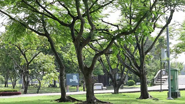 在格林公园的大树的树枝视频素材