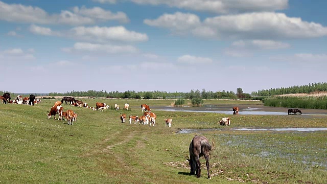 牛和马在河边的牧场上视频素材