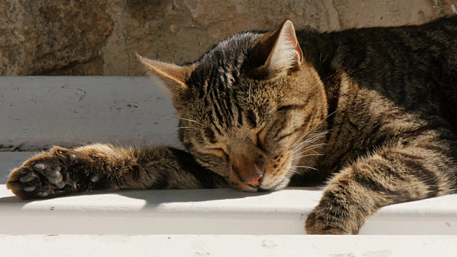 欧洲，克罗地亚，达尔马提亚，科尔库拉岛，老城里睡着的猫视频下载
