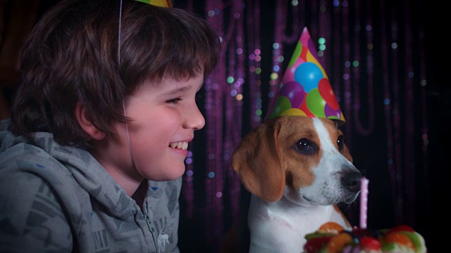 4k生日比格犬和男孩吹蜡烛视频素材