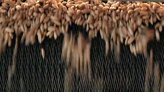 工厂烘干小麦谷物视频素材