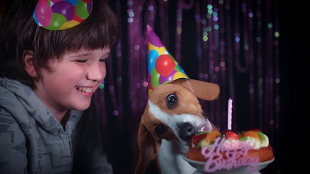 4k生日比格犬和男孩一起吃蛋糕视频素材