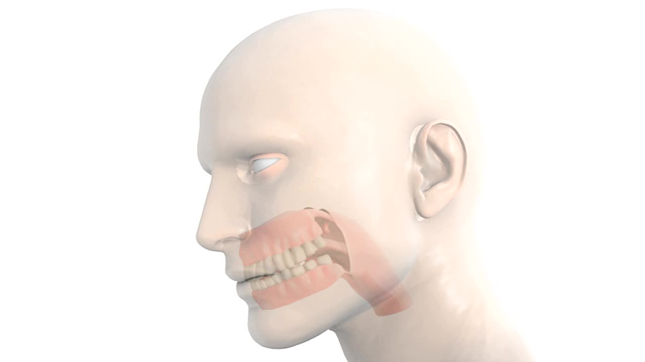 描绘咽、牙齿、牙龈和舌头的动画。头部也可以看到，但随着镜头放大到咽部、牙齿、牙龈和舌头，头部会逐渐消失。视频下载