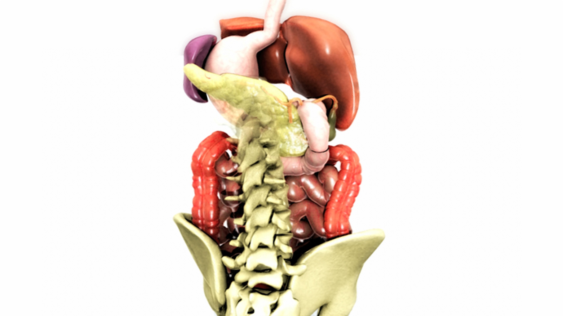描绘胃肠系统360度旋转的动画。骨盆和腰椎也可见。视频素材