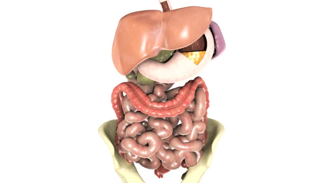 胃肠道系统360度旋转的动画。旋转一圈后逐渐下降，显示肝脏、脾脏、胆囊和胰腺。然后镜头就会聚焦在性器官上视频下载