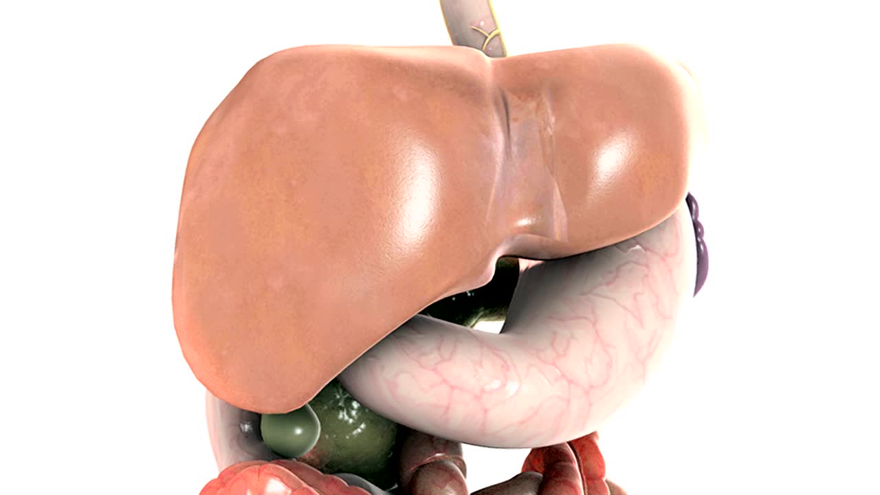 描绘腹部中央消化器官的动画。相机逆时针旋转180度，聚焦在胃和肝脏上。视频素材