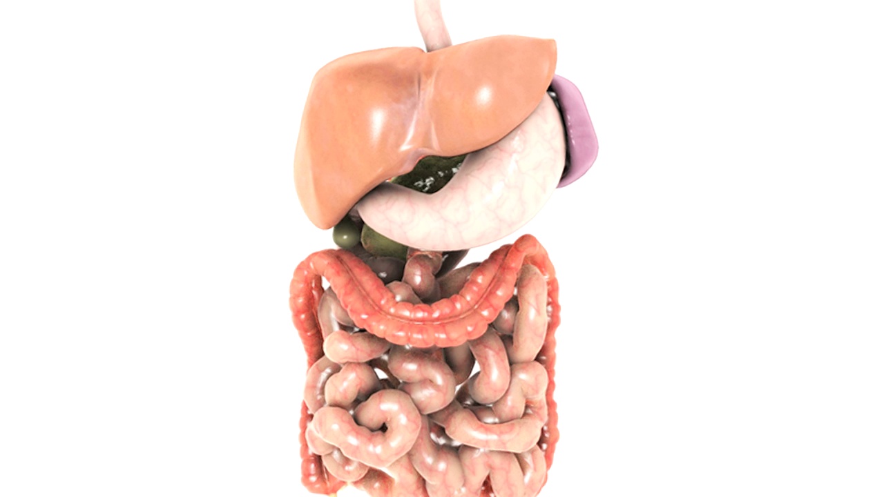 动画描绘了胃肠道的旋转，随着镜头的放大，胃肠道的旋转逐渐减弱，而胰腺、胆囊和脾脏仍然可见，然后它们也在旋转。视频素材