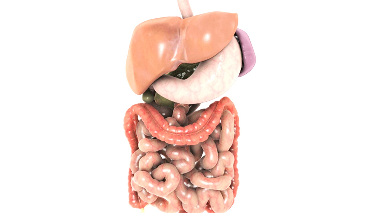 动画描绘了胃肠系统的完整旋转。照相机慢慢地放大。肝脏和胃壁逐渐淡出，显示出胃和食道的切面。视频素材