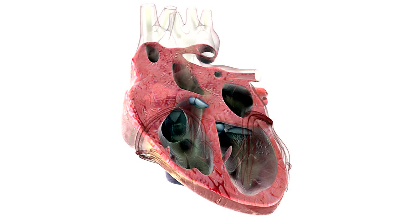 动画描绘了一个剖开的心脏，一半x光，一半真实的样子，从中间切开来显示它的内部工作。这是一个可循环的动画。视频素材