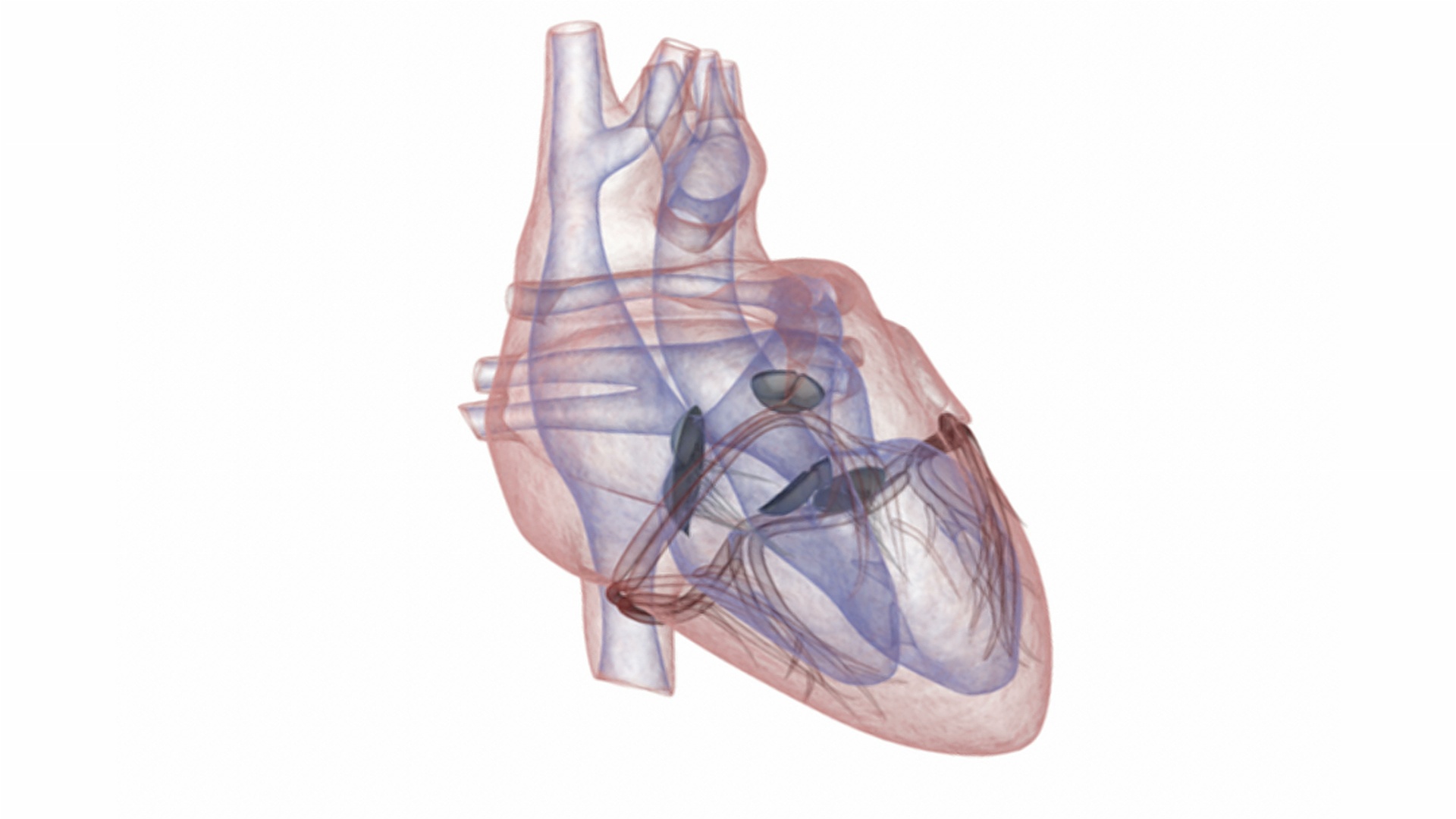动画描绘心脏模型用x射线旋转360度。视频下载