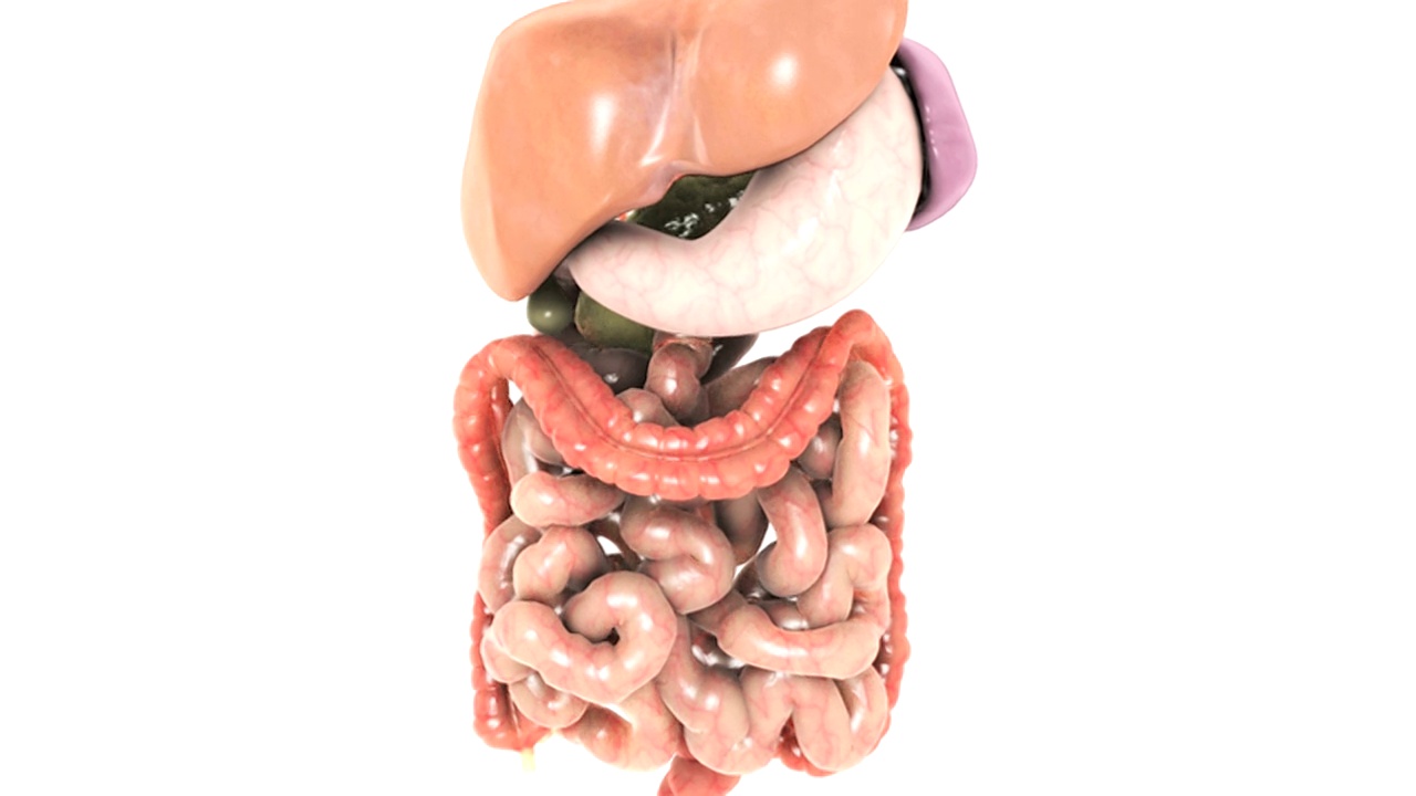 动画描绘了一个放大的胃肠道系统，它旋转，然后淡出，离开小肠，然后旋转。视频素材