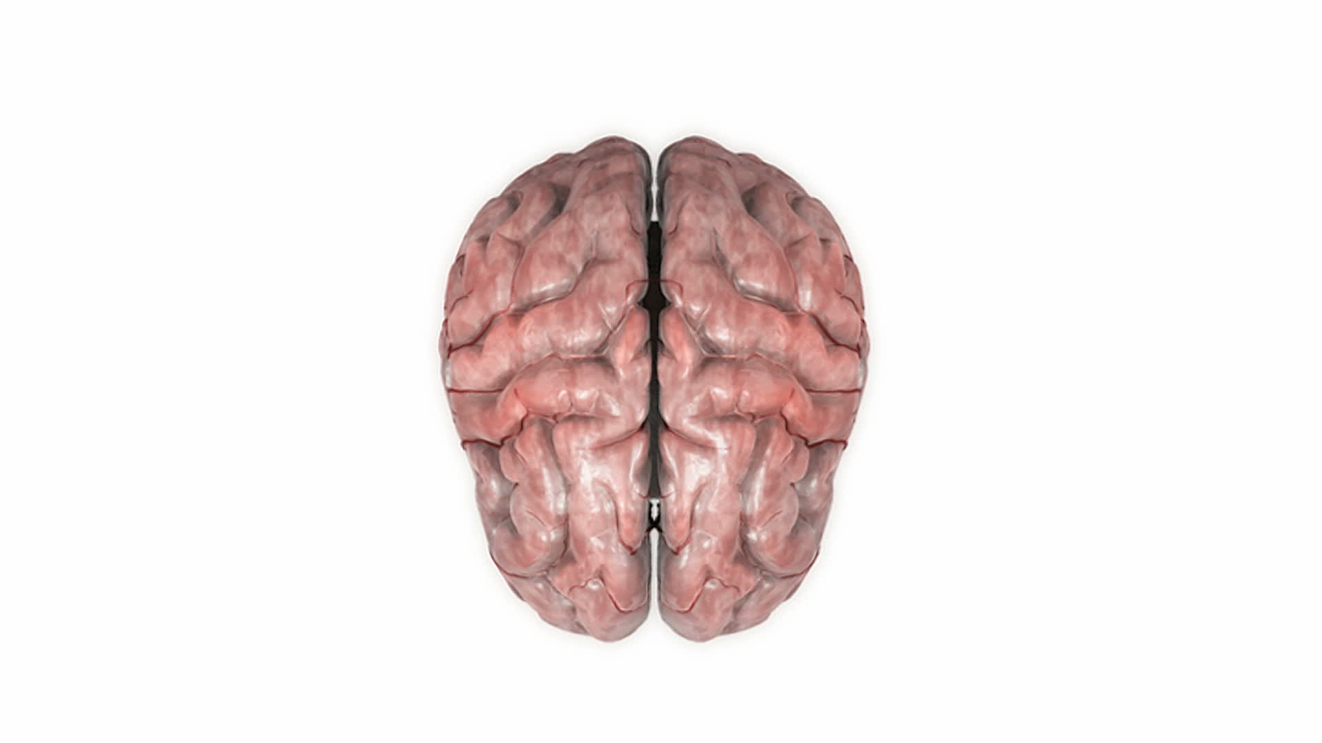描绘大脑旋转的动画。然后大脑逐渐减弱，显示出脑干、间脑和一半的动脉系统。视频下载