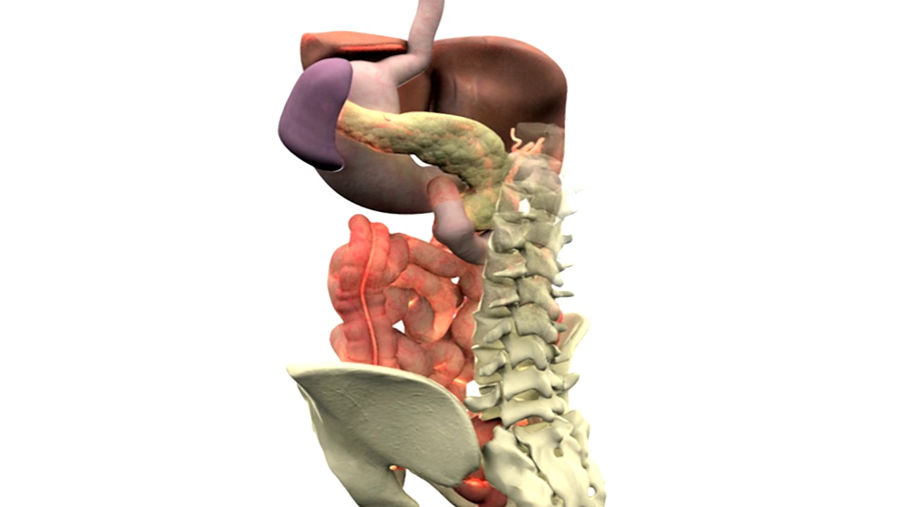 人体的肠胃系统是360度旋转的。还可以看到腰椎和骨盆。胃和食道已被部分切开。视频素材