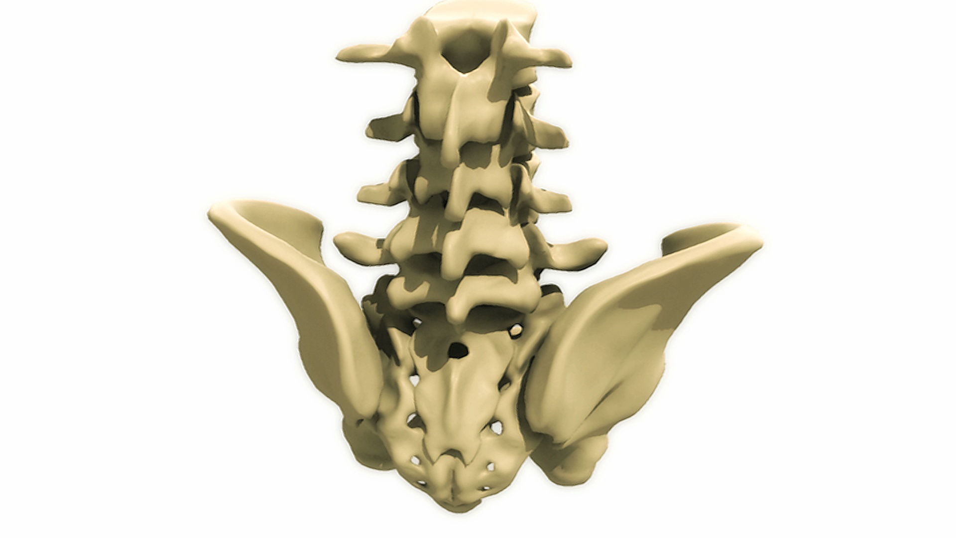 动画描绘了包括骶骨和尾骨在内的肌肉骨骼系统的骶骨区域的360度旋转。视频下载