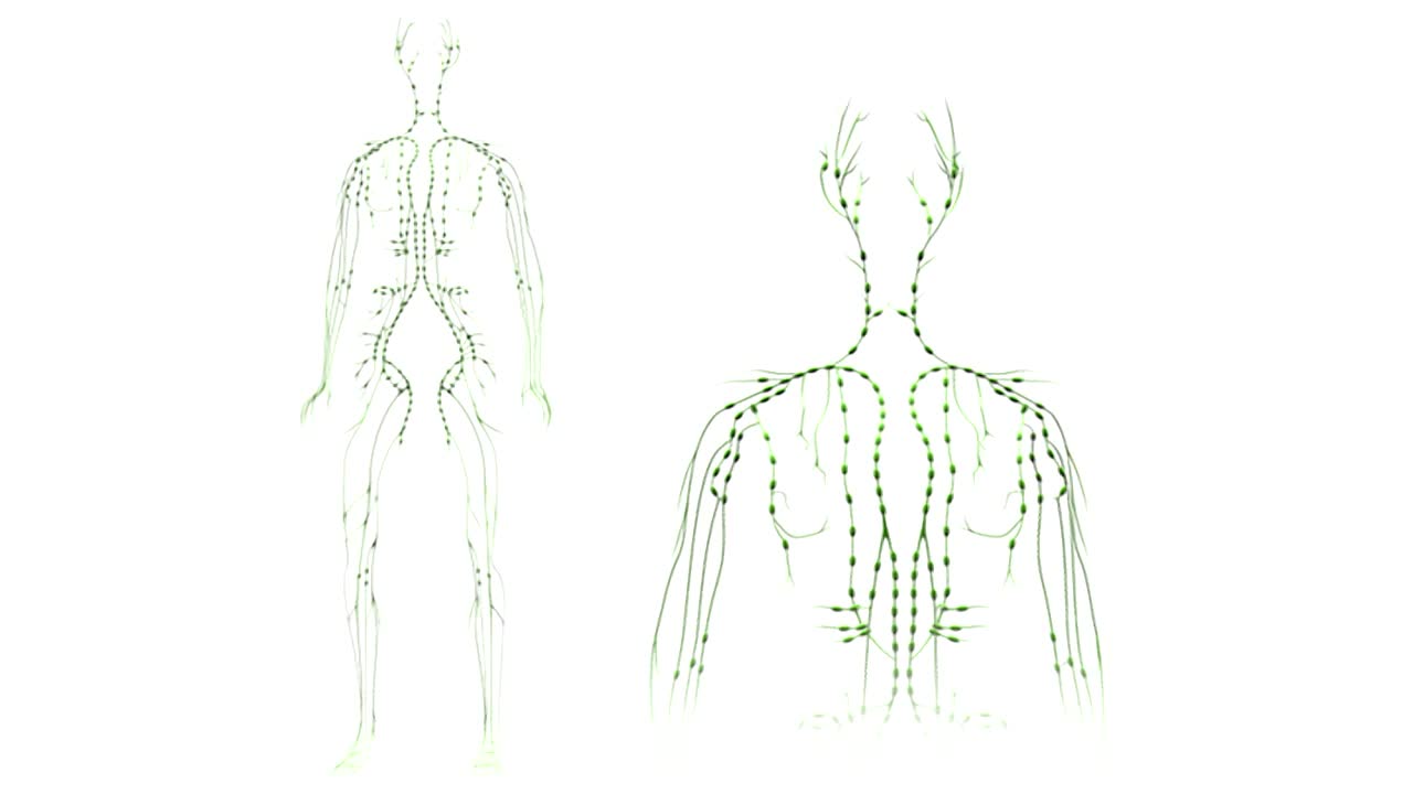 动画描绘了上半身和头部淋巴系统或淋巴系统的完整旋转，背景中也可以看到整个淋巴系统或淋巴系统的完整旋转。视频素材