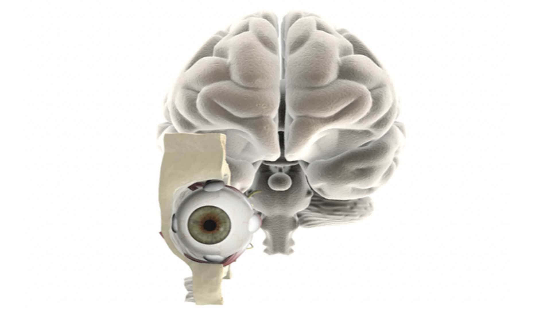 动画描绘眼睛在原位与切成圆角的头骨和大脑。随着镜头的放大，大脑逐渐消失，并集中在剖开的眼睛的解剖结构上。标签是用来区别的视频下载