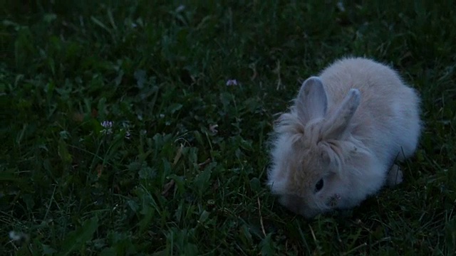 可爱的复活节兔子视频素材