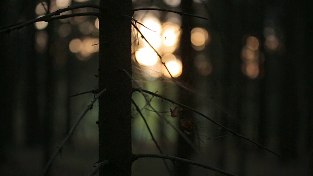 蜘蛛线在浪漫的夏日森林里，阳光映在清晨的松林里视频下载