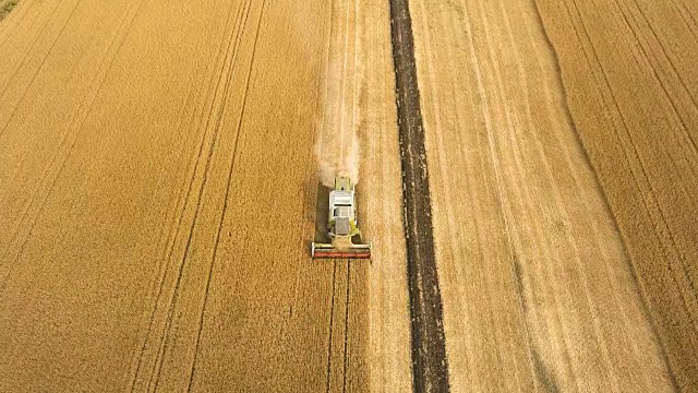 鸟瞰图:联合收割机在大片金黄色的田野上收割小麦。农业景观。视频下载