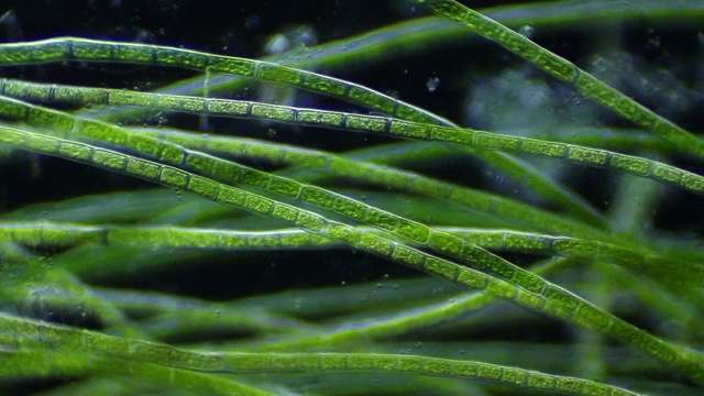 微藻类生物视频素材