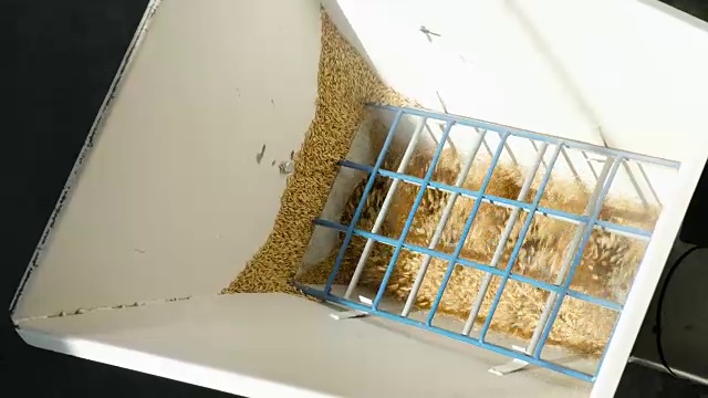 用机器脱粒小麦视频素材